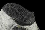 Two Detailed Gerastos Trilobite Fossils - Morocco #119013-8